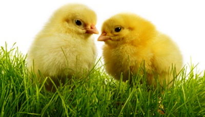 ! سوری چنو منو