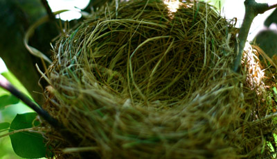 شرارتی کِن کِن